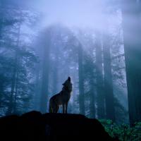 /photo/585145/6666/1440x900wolf_1_1_small.jpg