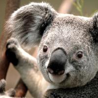 /photo/606852/洛丽塔/koala_1_3_small.jpg