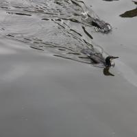 /photo/620157/water-wife/img_0050_1_1_small.jpg