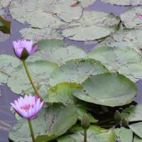 /photo/629276/爱是四支莲/img_0250_1_1_small.jpg