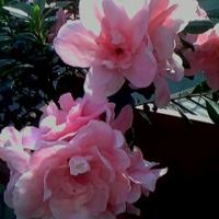/photo/658983/KKK/img0389a_1_1_small.jpg