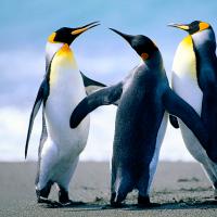 /photo/661091/头像啊啊/penguins_1_1_small.jpg