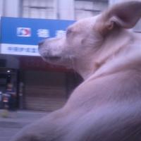 /photo/678831/布什我的布什/psbcaf5gtlr_1_4_small.jpg