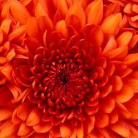 /photo/704134/1111111/chrysanthemum_1_1_small.jpg