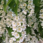 /photo/748322/我老婆/b561b3c72a0727f41b32554b49de46b_1_2_small.jpg