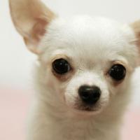 /photo/830092/头像/jww_13s960x639_1_1_small.jpg