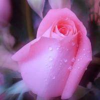 /photo/838251/含苞待放/花_1_2_small.jpg