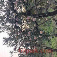 /photo/850137/生活的点点滴滴/3038c6c3-cb14-4d2b-8add-57aff808ea80_1_8_small.jpg