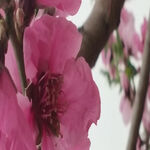/photo/880842/快乐每一天/img_20210411_102457_1_1_small.jpg